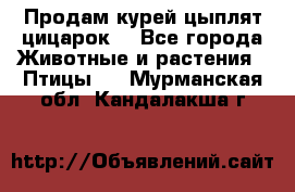 Продам курей цыплят,цицарок. - Все города Животные и растения » Птицы   . Мурманская обл.,Кандалакша г.